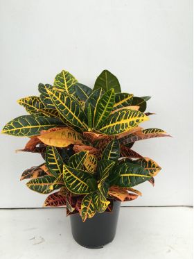 Croton vaso 21