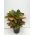 Croton vaso 21